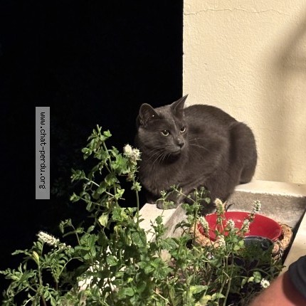 Photo of a cat found in Meylan