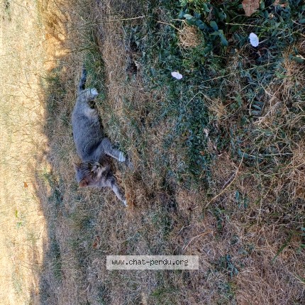 Photo of a cat found in Faremoutiers