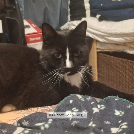 Photo of a cat found in Caen