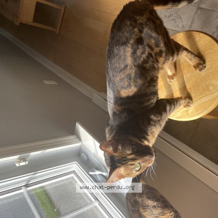 Photo 1/1 Tic Tic Cat lost in St Eustache