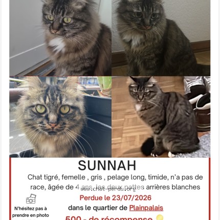 Foto 1/1 Sunnah Katze verloren in Geneve