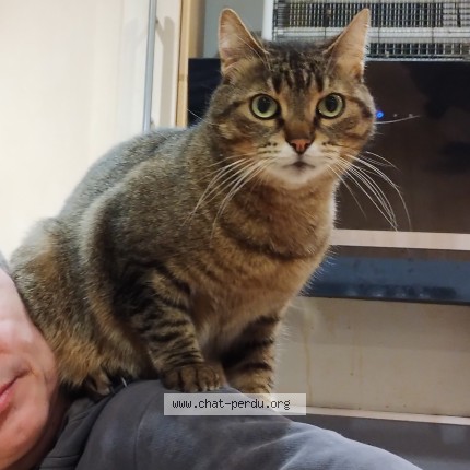 Photo of a cat found in Marquette Lez Lille