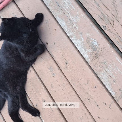 Photo 1/1 Found cat Found in St Hubert