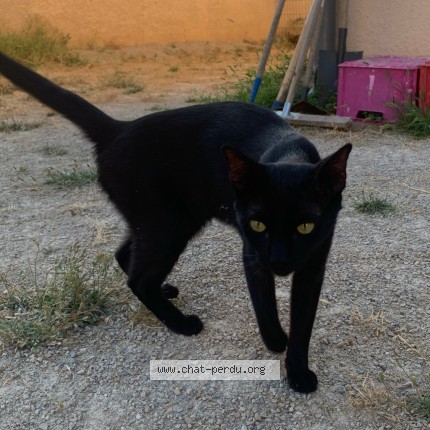 Photo of a cat found in Lunel