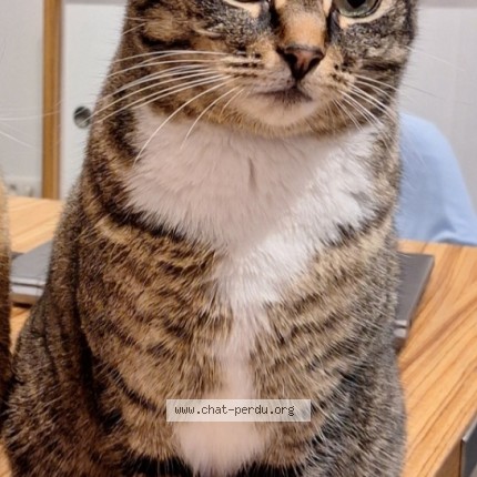 Foto 1/1 Pim's Kat vermist in Nivelles