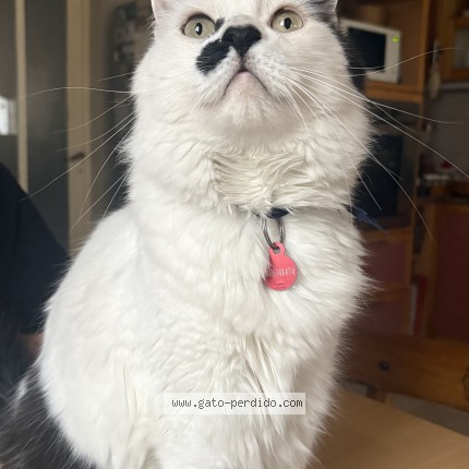 Foto einer wiedergefundenen Katze in Martinez