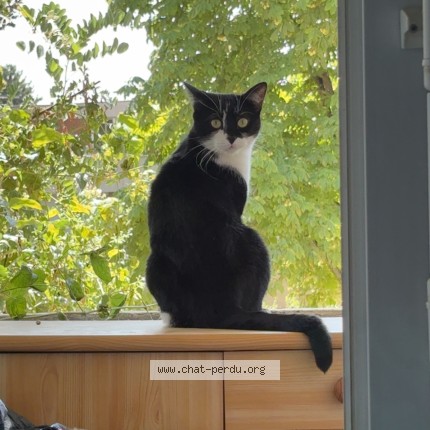 Photo of a cat found in Cergy