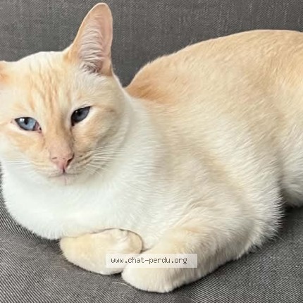 Photo 1/1 Gustave Cat lost in Grandes Bergeronnes