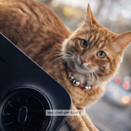 Foto einer wiedergefundenen Katze in Fresnes