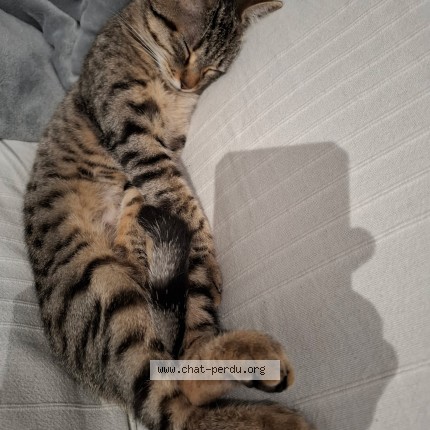 Photo of a cat found in Isle