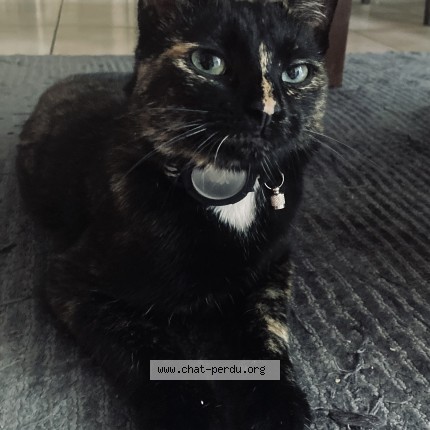 Photo of a cat found in Angers