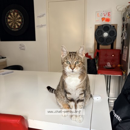 Photo of a cat found in La Queue En Brie