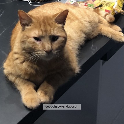 Photo of a cat found in Haute Avesnes