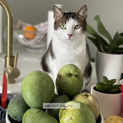 Photo 1/1 Serendipity Cat lost in Deerfield Beach