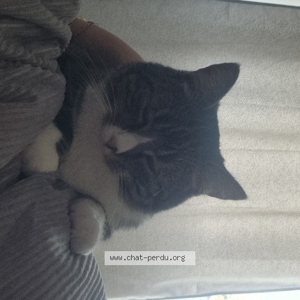 Foto 1/1 canelle Kat vermist in Oupeye