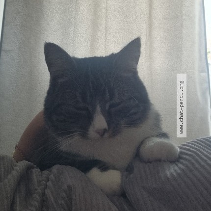 Foto 1/1 canelle Kat vermist in Oupeye