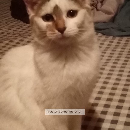 Photo of a cat found in Fontenoy