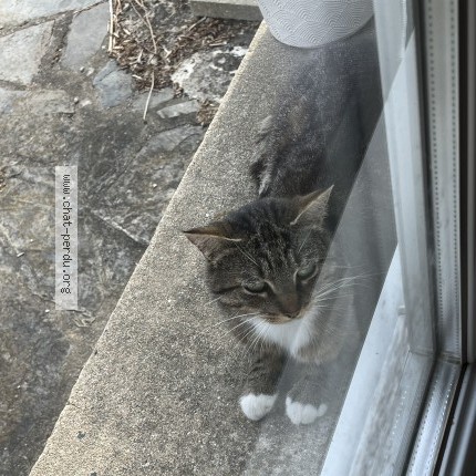 Photo of a cat found in Andel