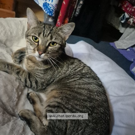 Photo of a cat found in Granges Aumontzey