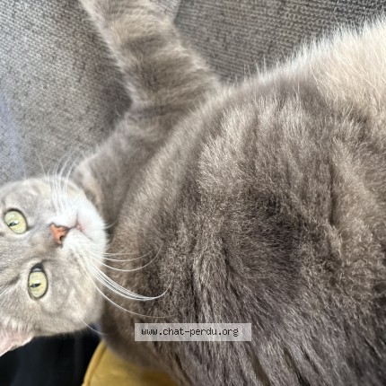 Photo of a cat found in Marguerittes