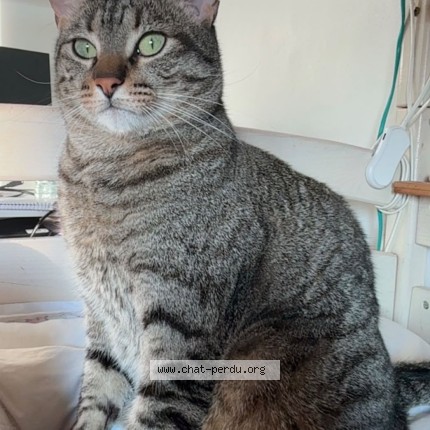 Photo of a cat found in Paris