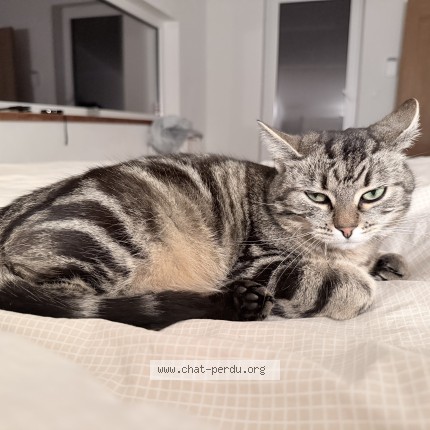 Foto 1/1 misti Kat vermist in Chaumont Gistoux