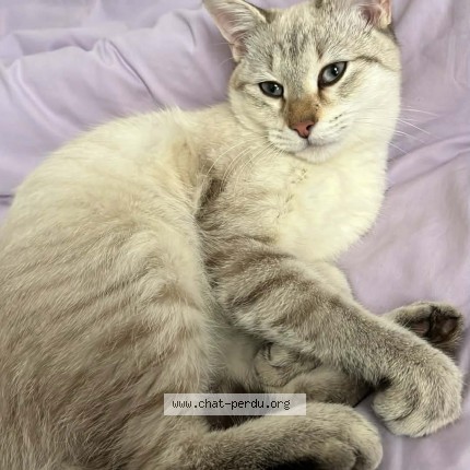 Photo of a cat found in Nantes