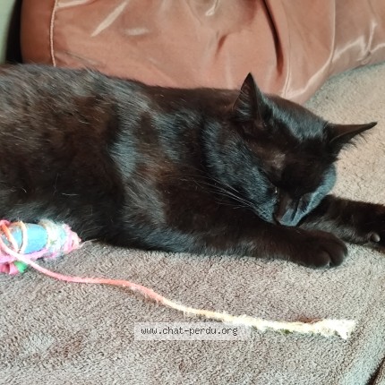 Photo of a cat found in La Gripperie St Symphorien