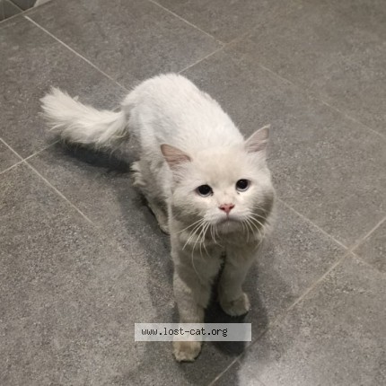 Photo 1/1 suga Cat lost in Others