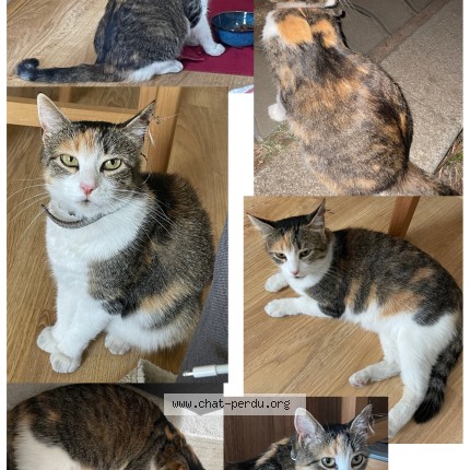 Photo of a cat found in Talence