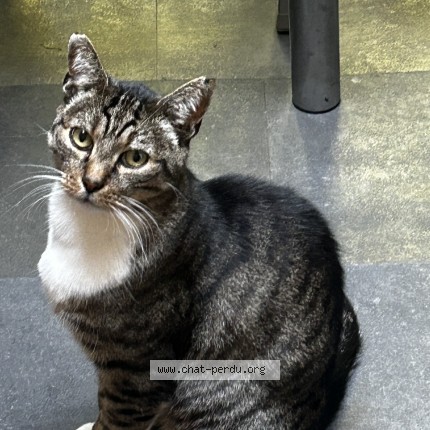 Foto 1/1 Chat Kat vermist in Verviers