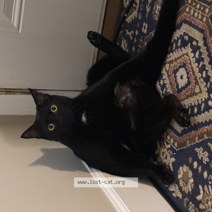Photo 1/1 Snoop Cat lost in Bowling Green