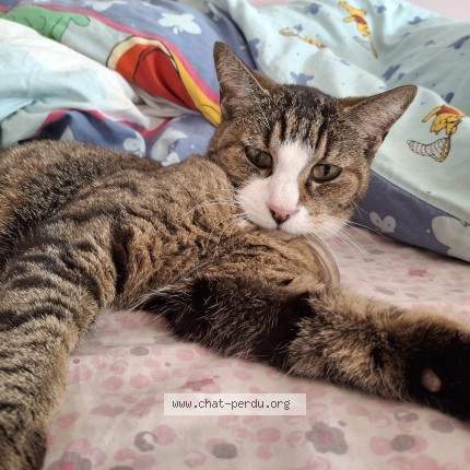 Photo of a cat found in Franois