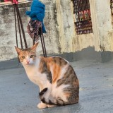 Kittu