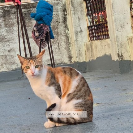 Photo 1/1 Kittu Cat lost in Champawat