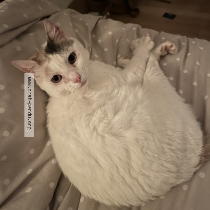 Photo of a cat found in Le Mans
