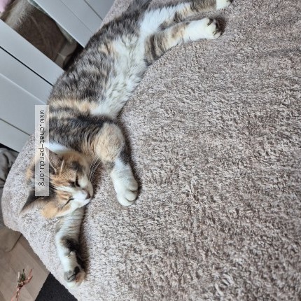 Photo of a cat found in Treauville