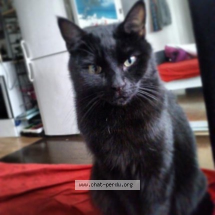 Foto 1/1 lola Kat vermist in Pieton