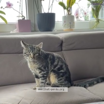 Foto 1/1 ponchik Kat vermist in Dison