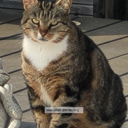 Photo of a cat found in Saint Raphael