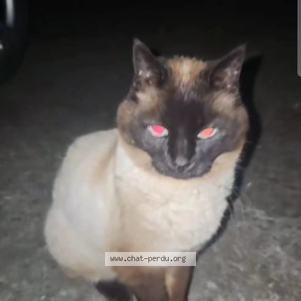 Photo of a cat found in Langueux