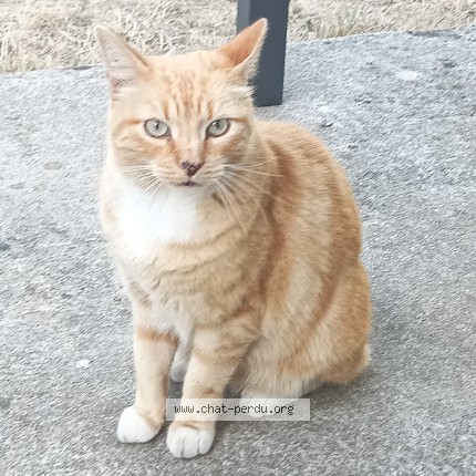 Photo of a cat found in Velars Sur Ouche