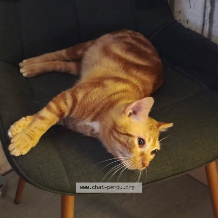 Photo of a cat found in Chaptelat