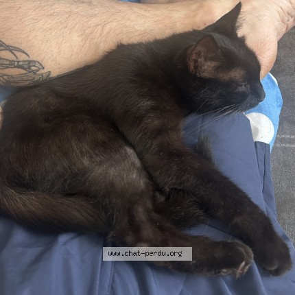 Photo of a cat found in Roquebrune Sur Argens