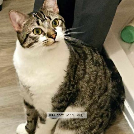 Photo of a cat found in Saint Claud