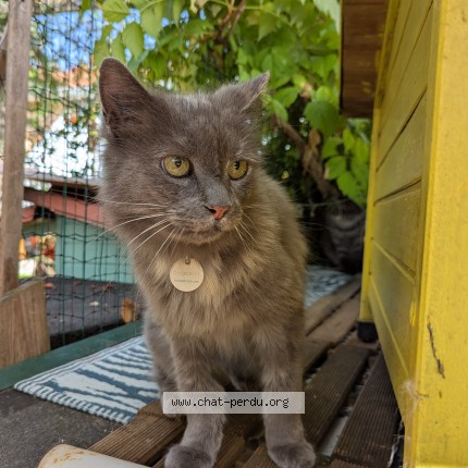 Photo of a cat found in Cubzac Les Ponts