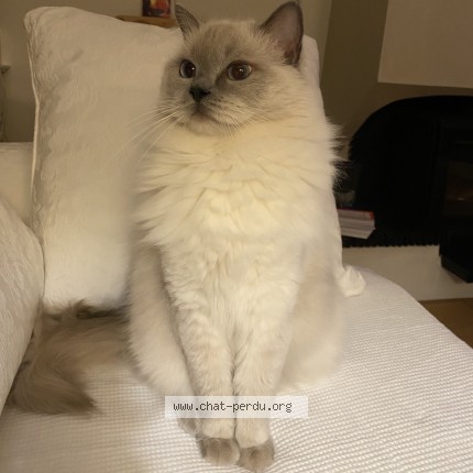 Photo of a cat found in Les Etangs