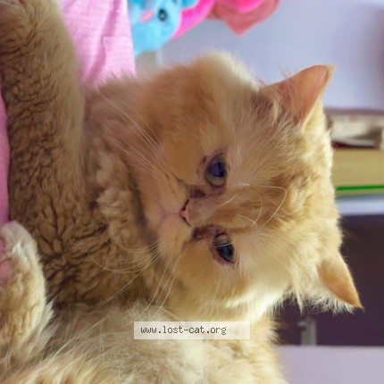 Photo 1/1 Creamy Cat lost in Tirupati