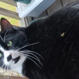 Pip