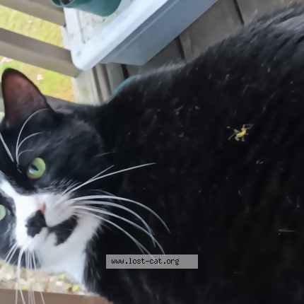 Photo 1/1 Pip Cat lost in Lamoine Maine